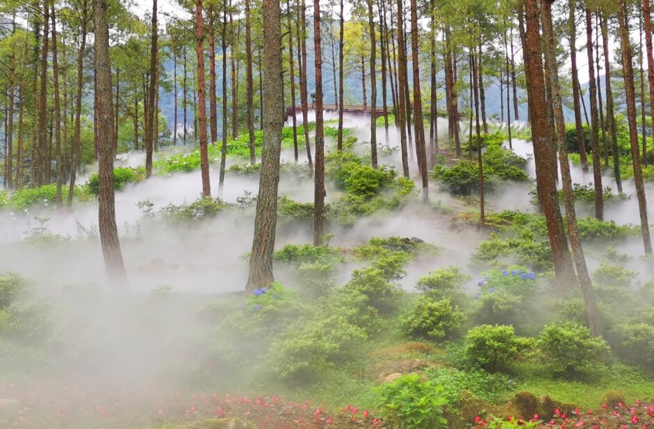 涪陵大木花谷景区雾森造景